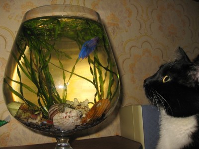 Привет! Ты новая рыбка?