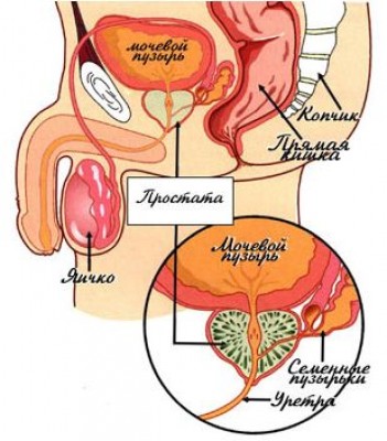 prostata.jpg
